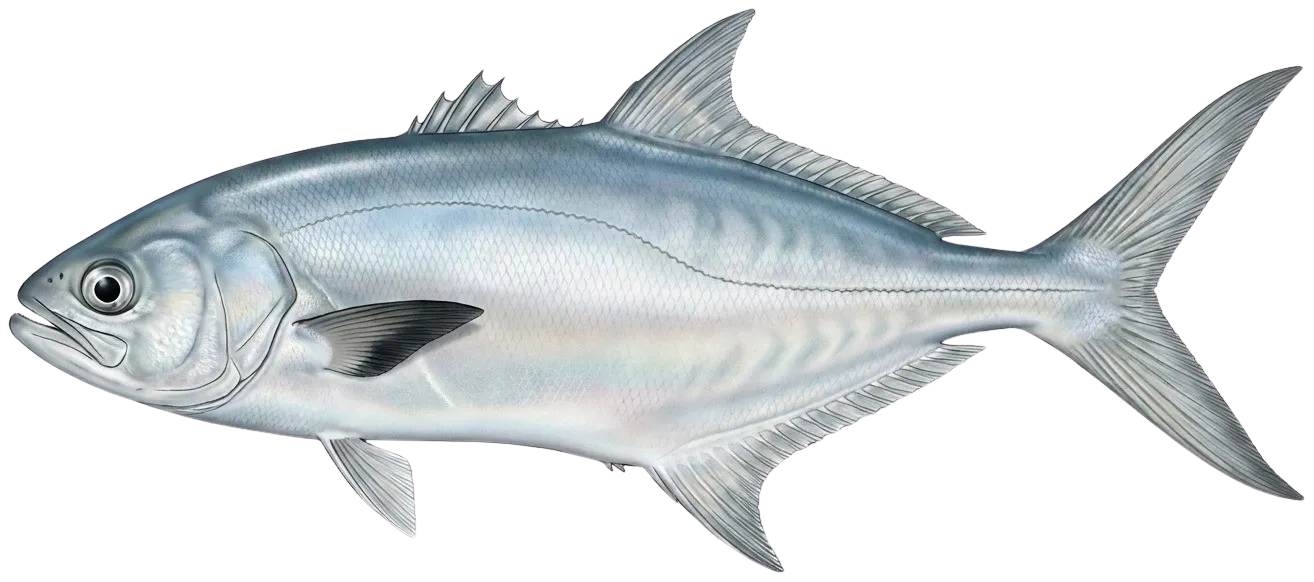 Leerfish