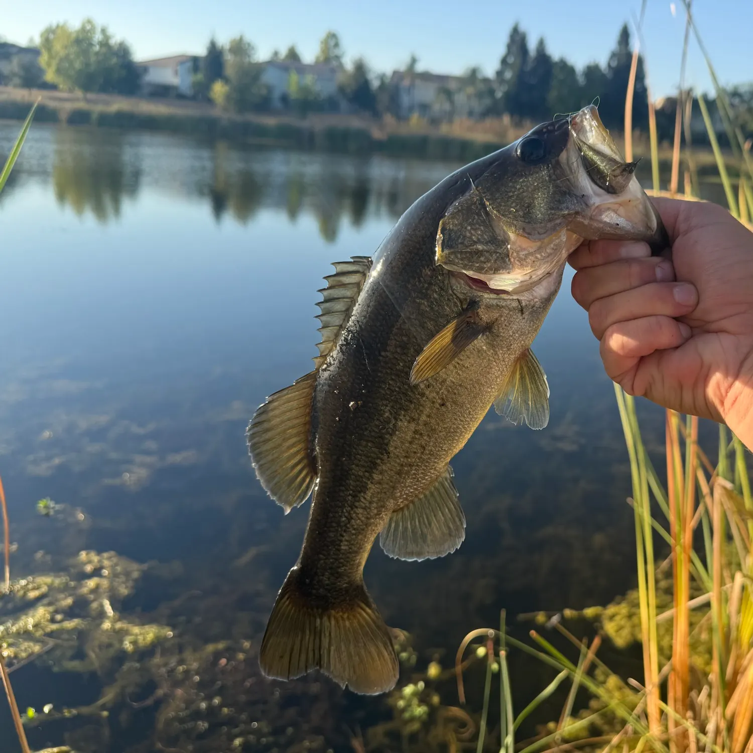 catch