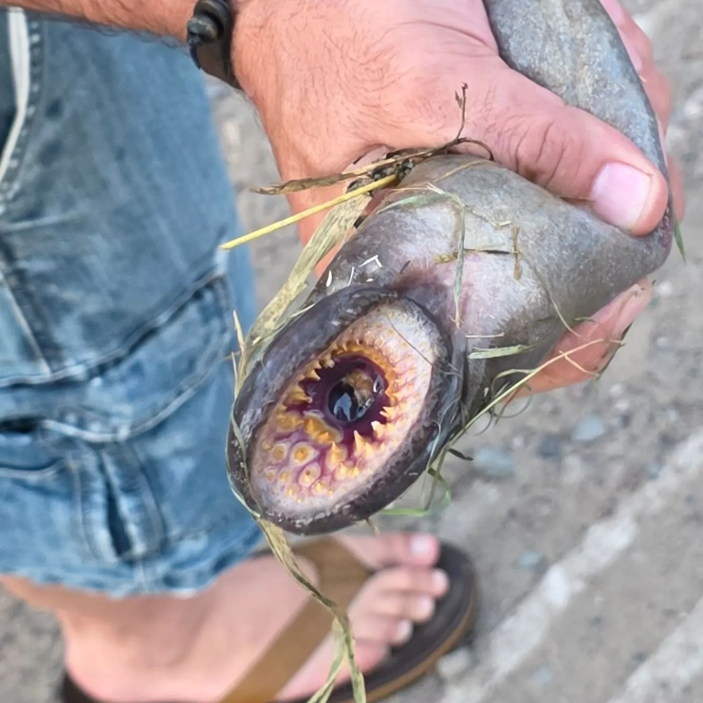 The most recent Sea lamprey catches on Fishbrain