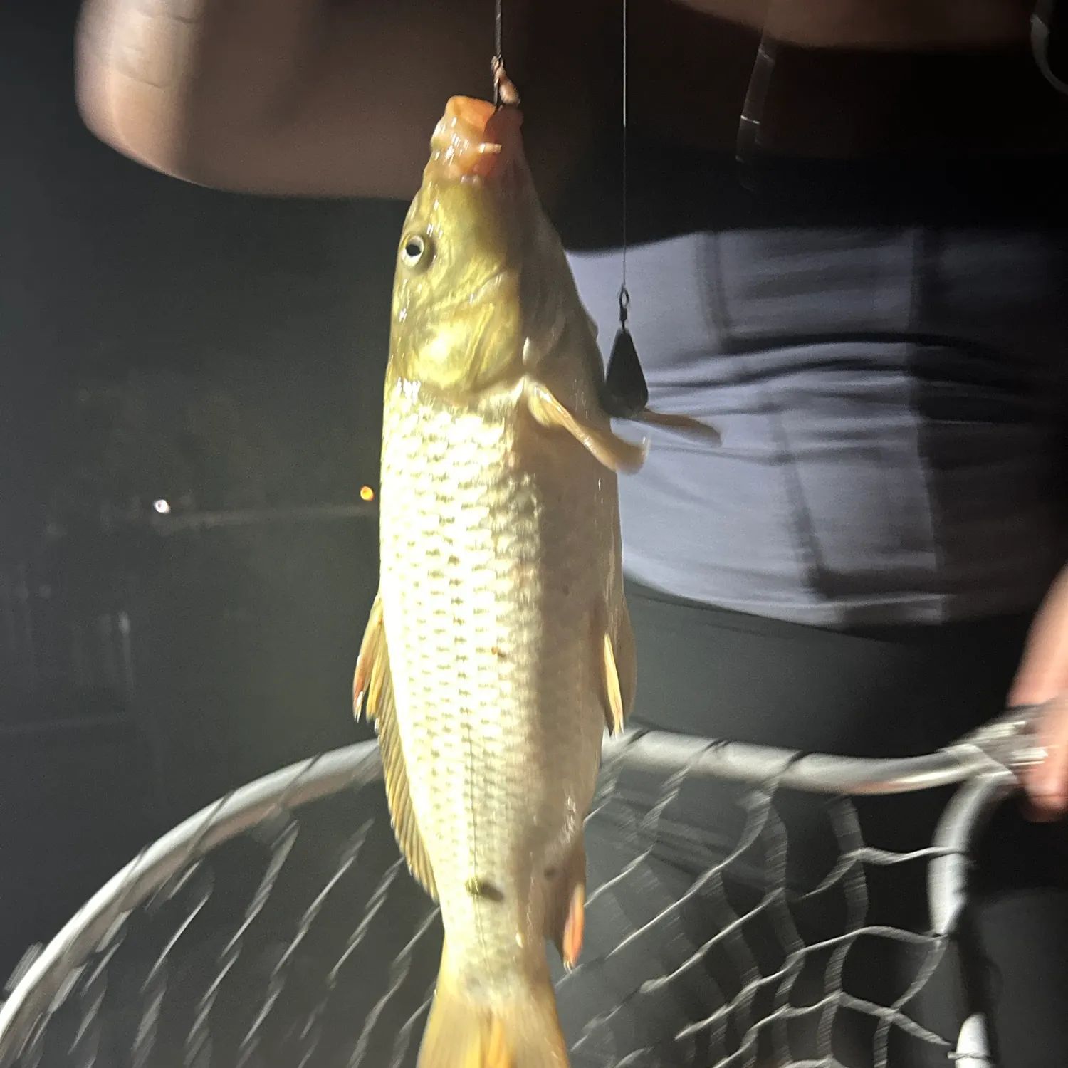 The most recent Common carp catches on Fishbrain