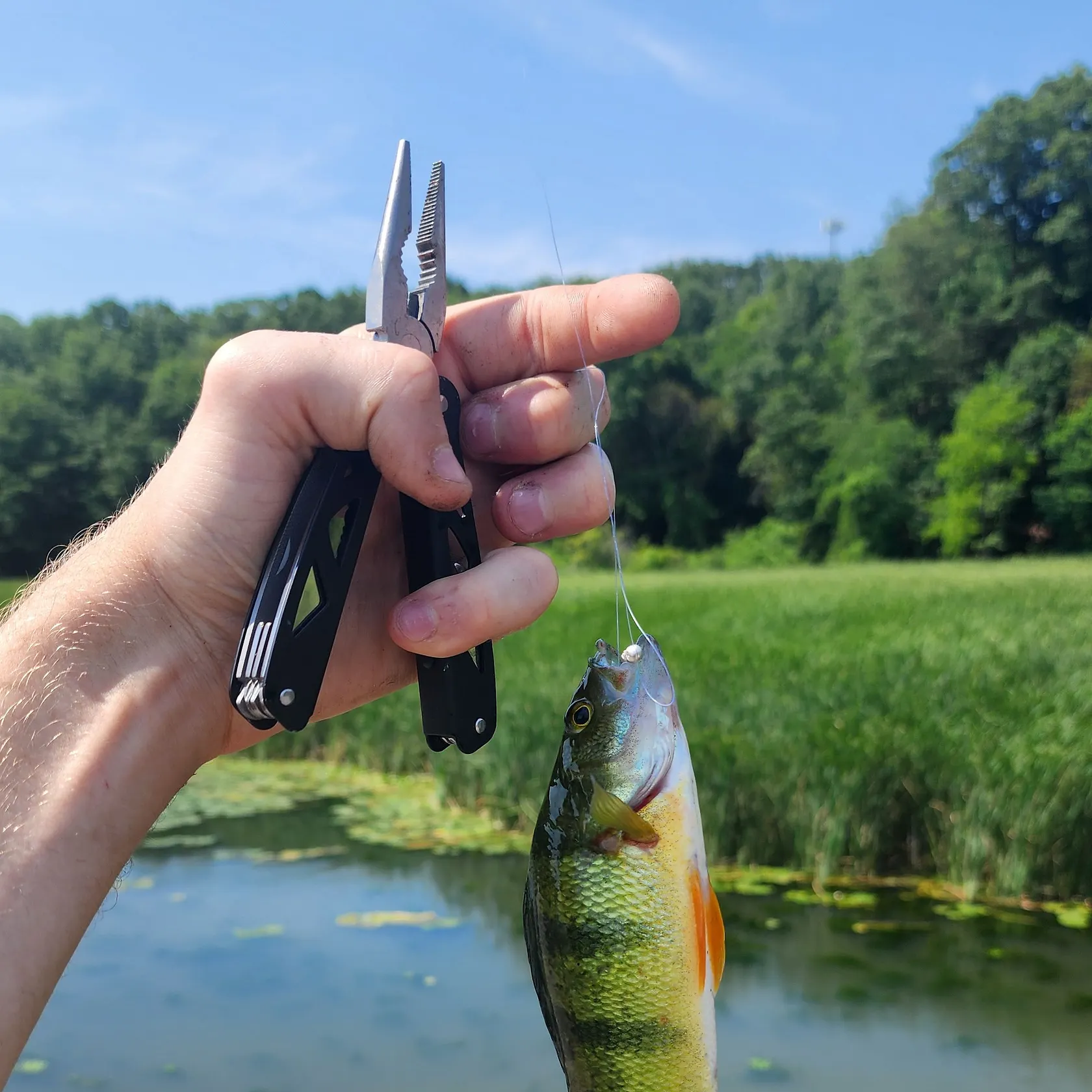 catch