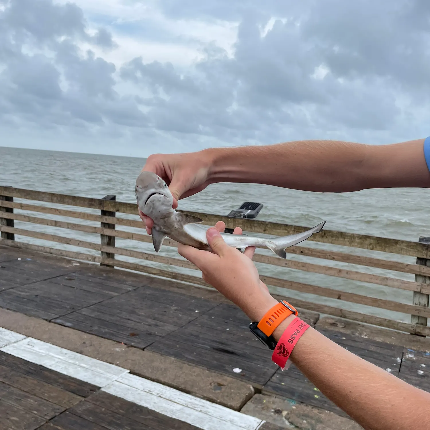 The most recent Blacktip shark catches on Fishbrain
