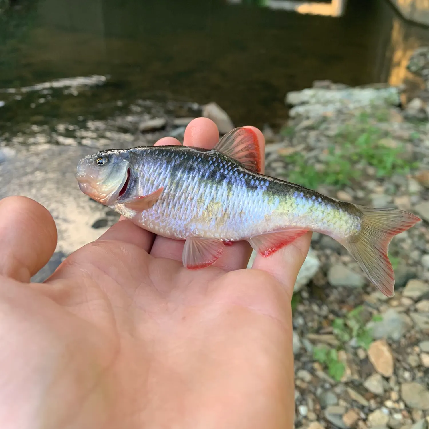 angler catch