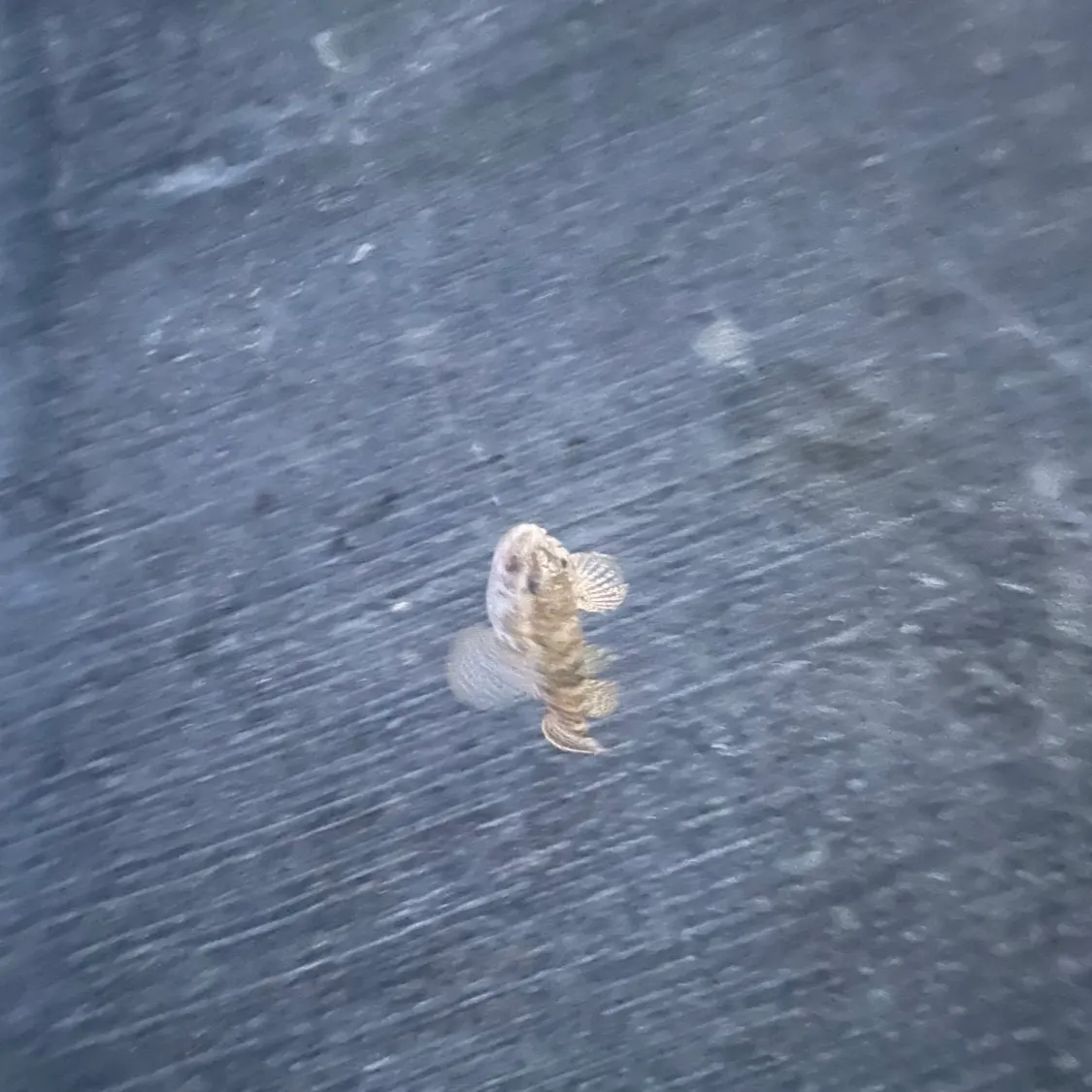 The most recent Giant goby catches on Fishbrain