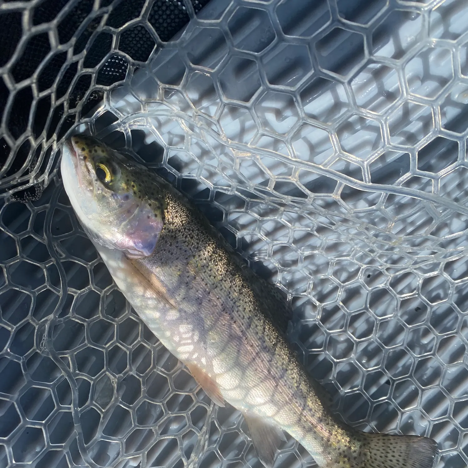 Rainbow trout caught on Fishbrain