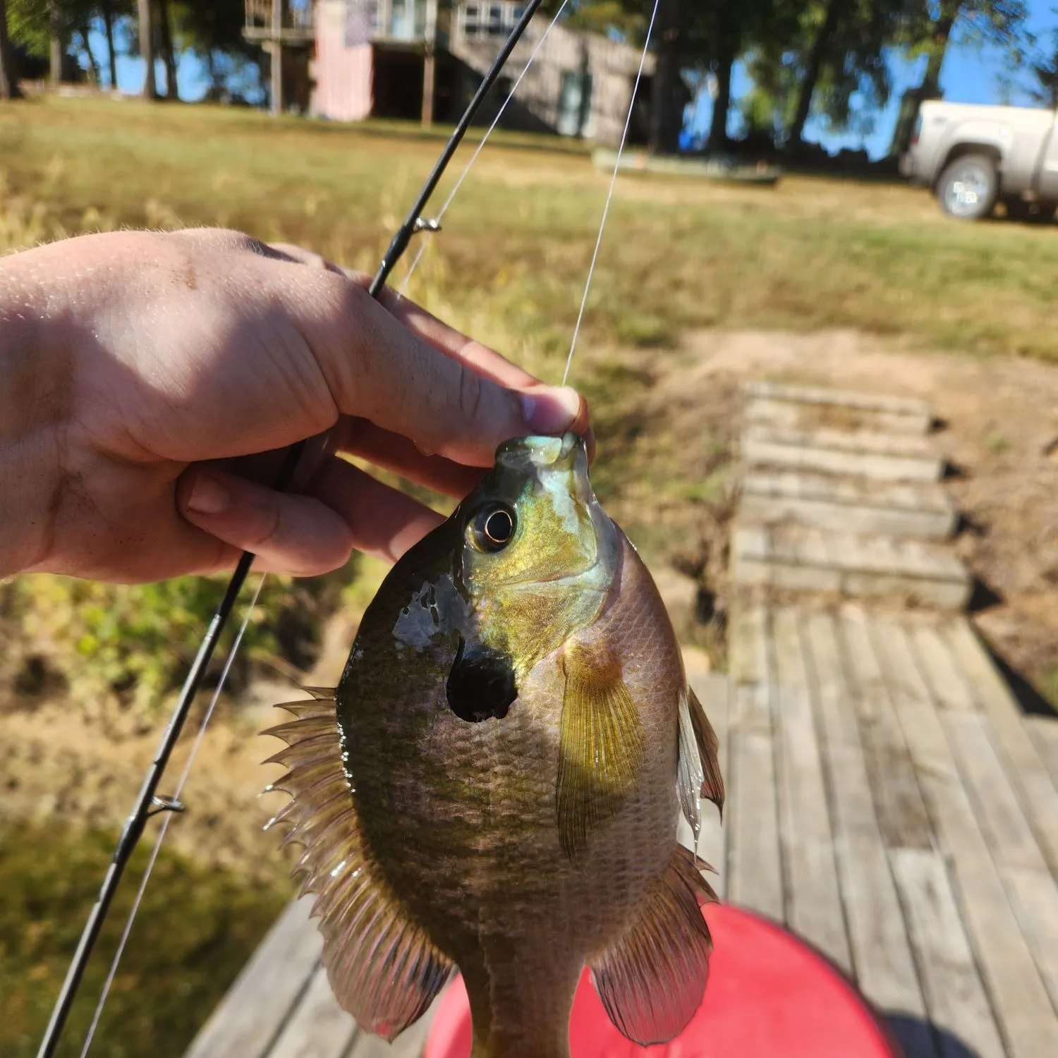 Bluegill caught on Fishbrain
