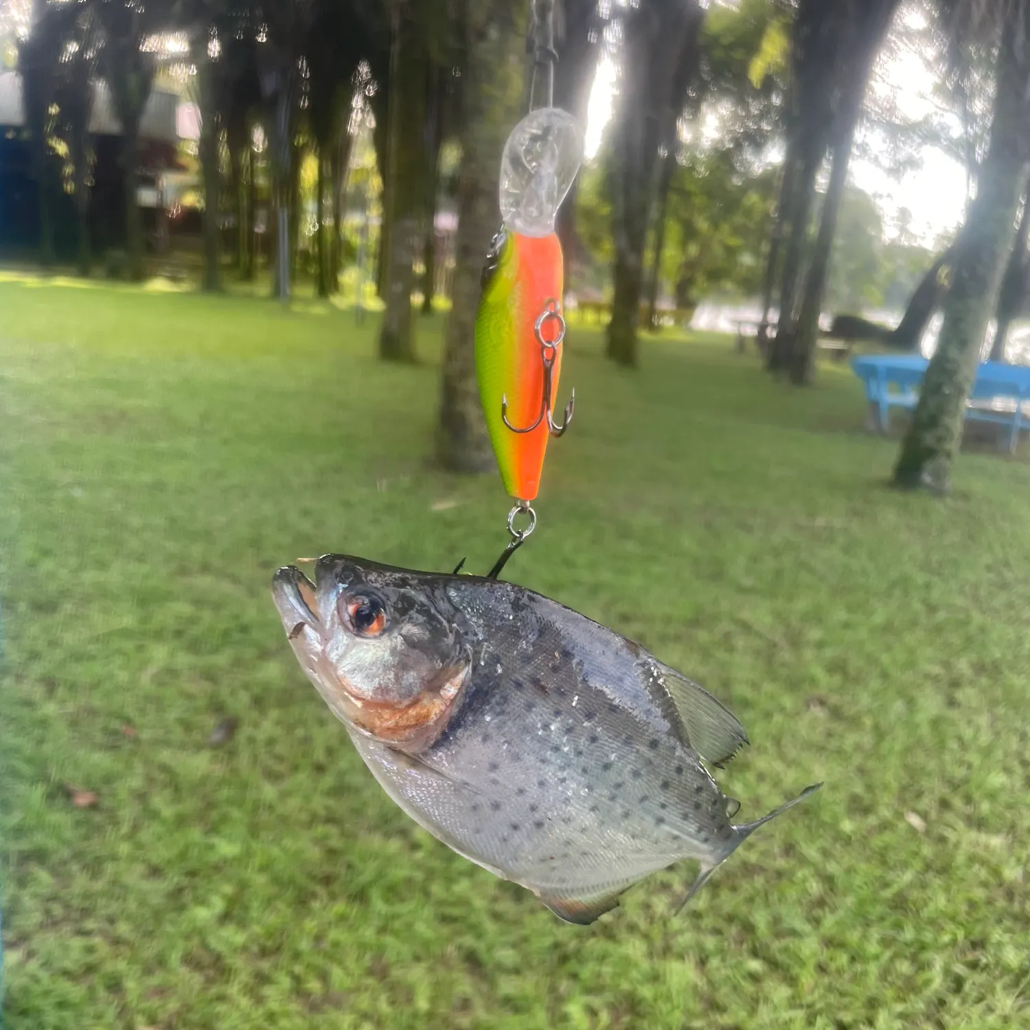 most liked catch image