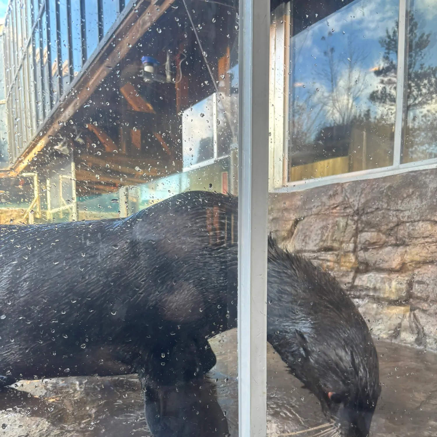 The most recent Whale shark catches on Fishbrain