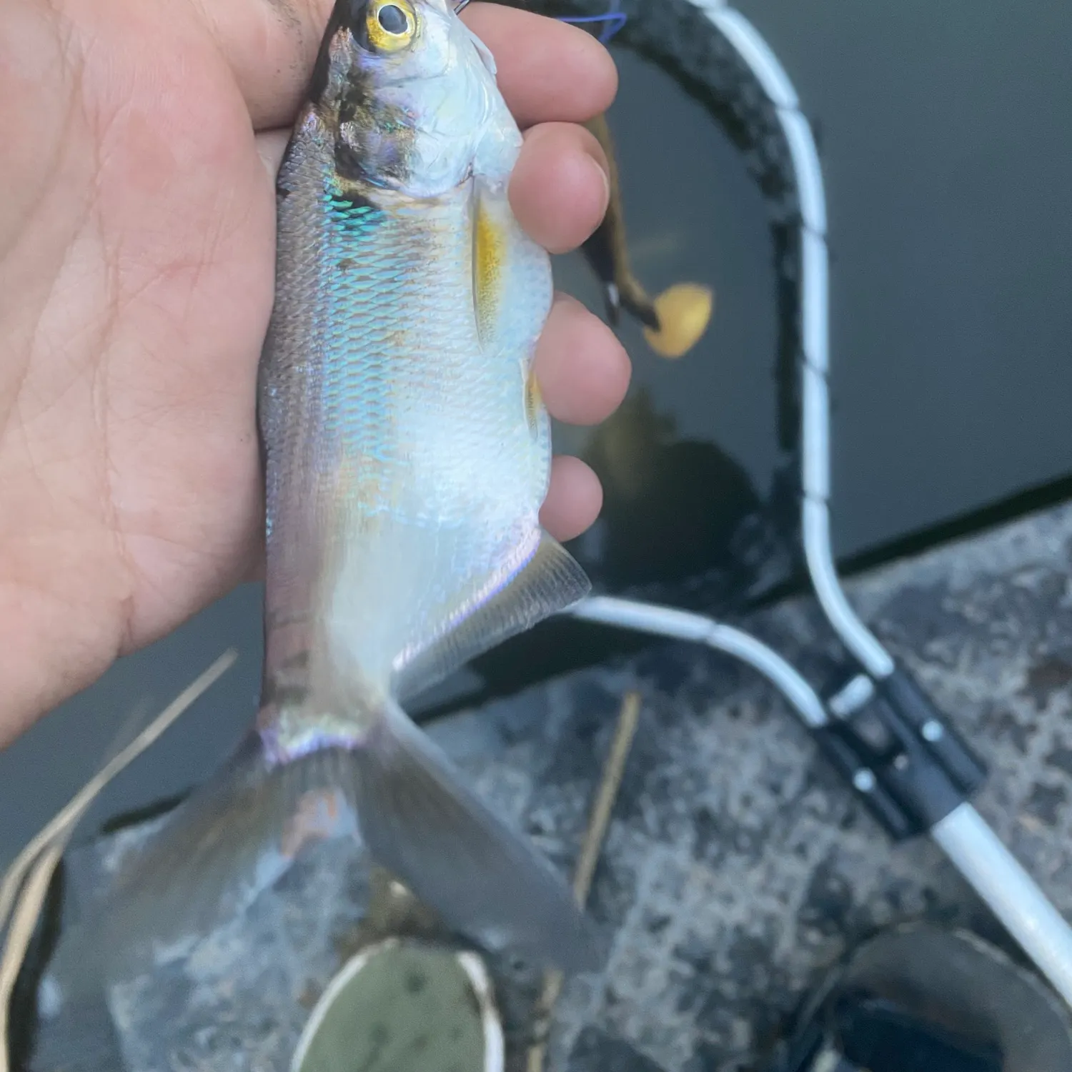 American gizzard shad caught on Fishbrain