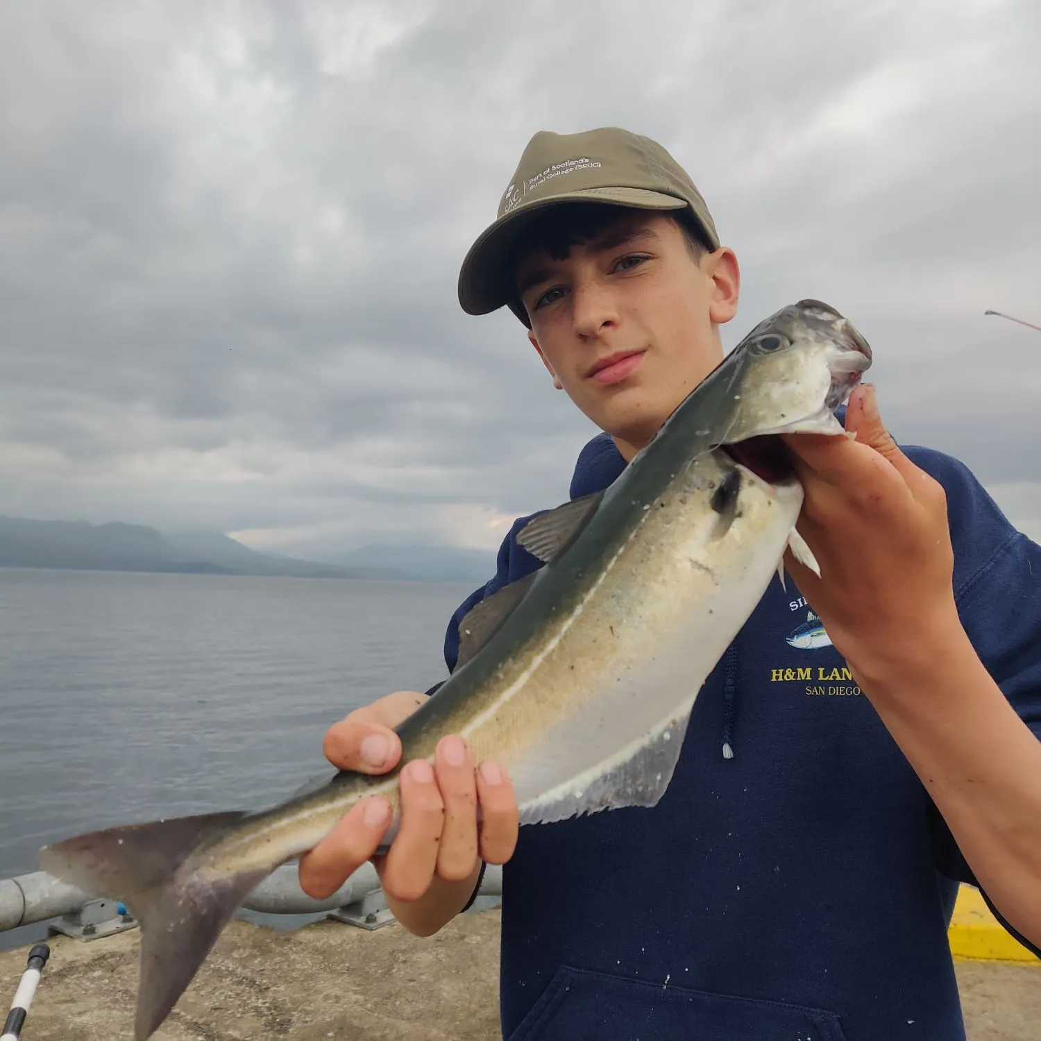 The most recent Atlantic pollock catches on Fishbrain