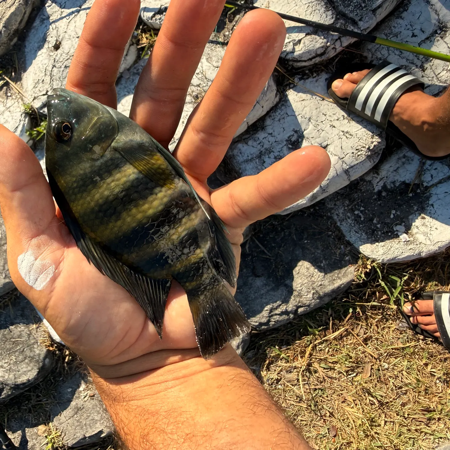 The most recent Zebra tilapia catches on Fishbrain
