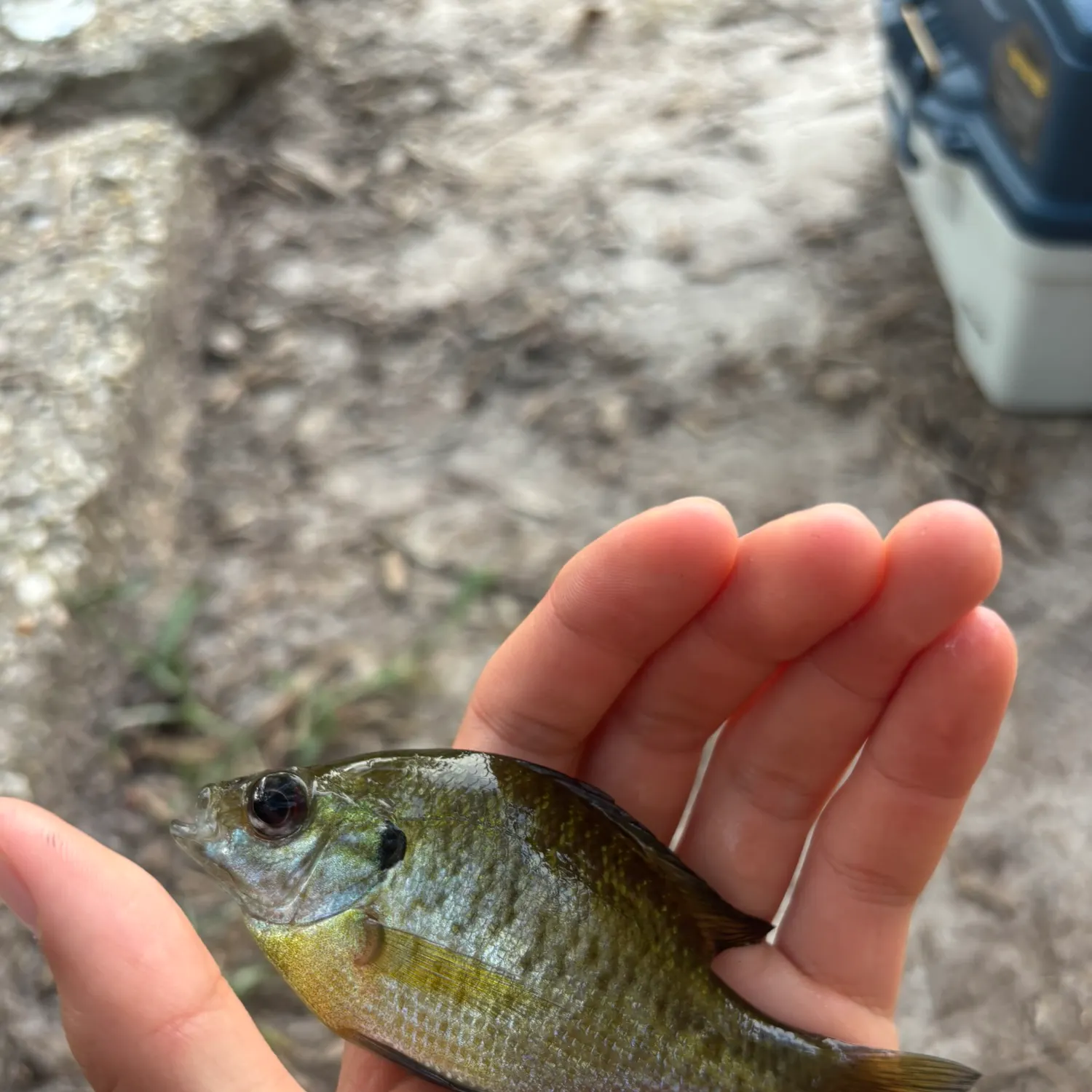Bluegill caught on Fishbrain