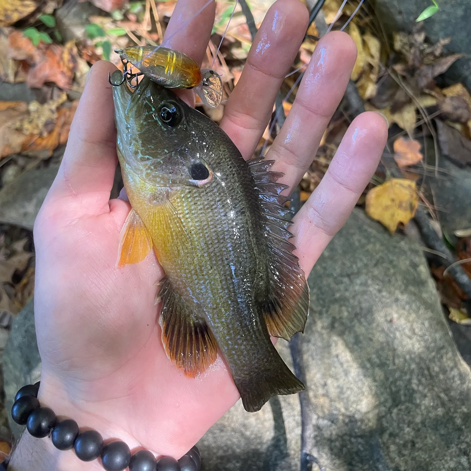 Green sunfish caught on Fishbrain