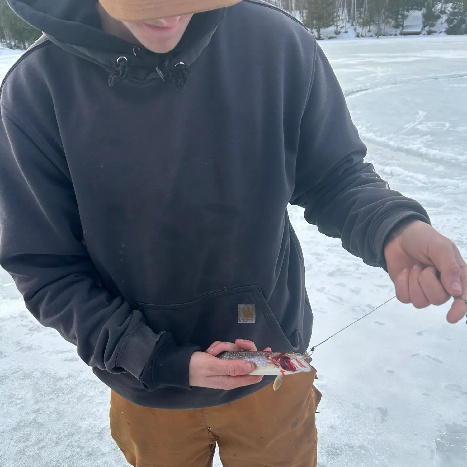 The most recent Splake catches on Fishbrain