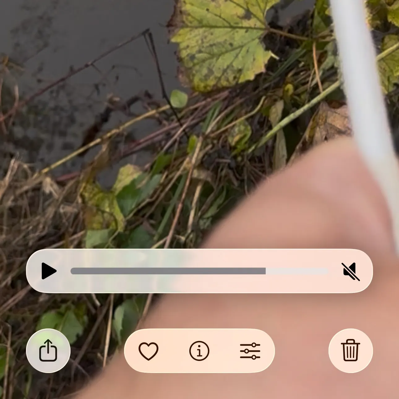 Common carp caught on Fishbrain