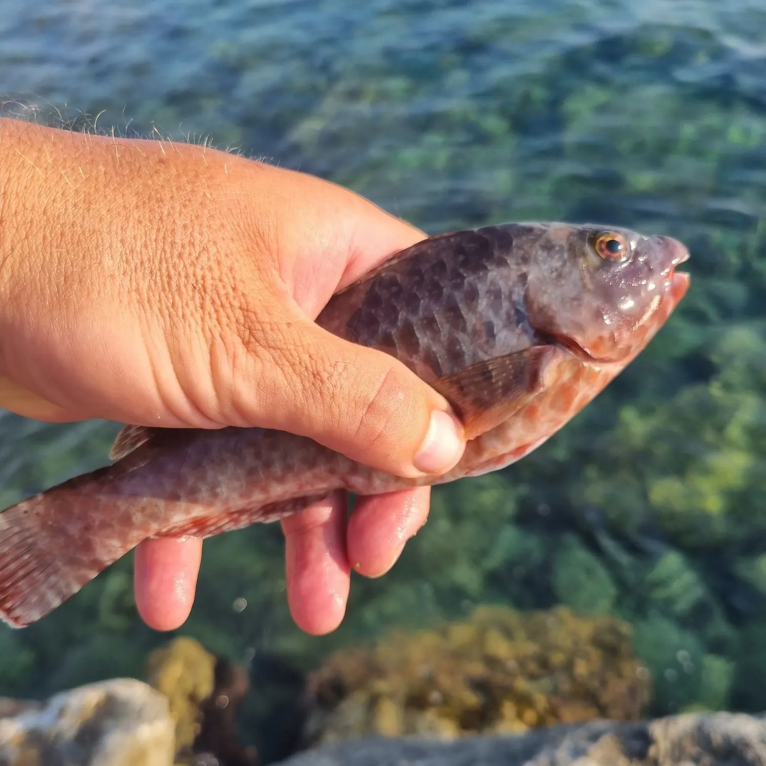 Mediterranean parrotfish caught on Fishbrain