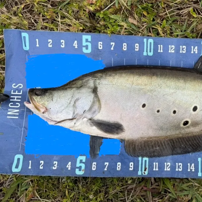 The most recent Clown knifefish catches on Fishbrain