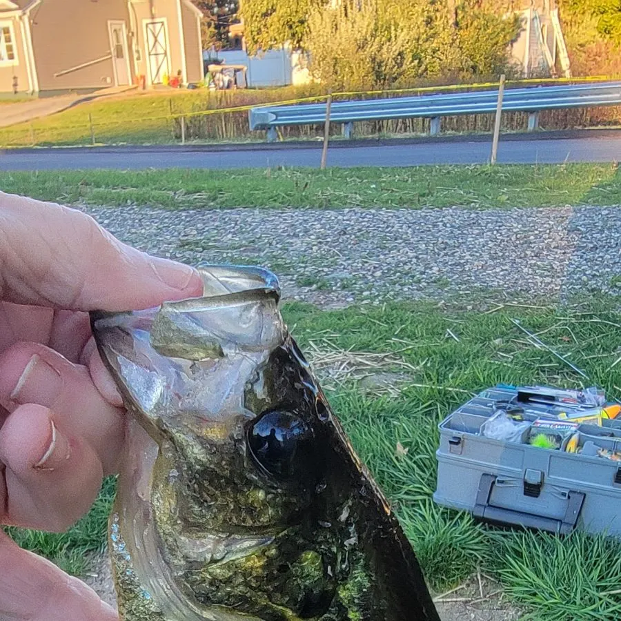 Black crappie caught on Fishbrain