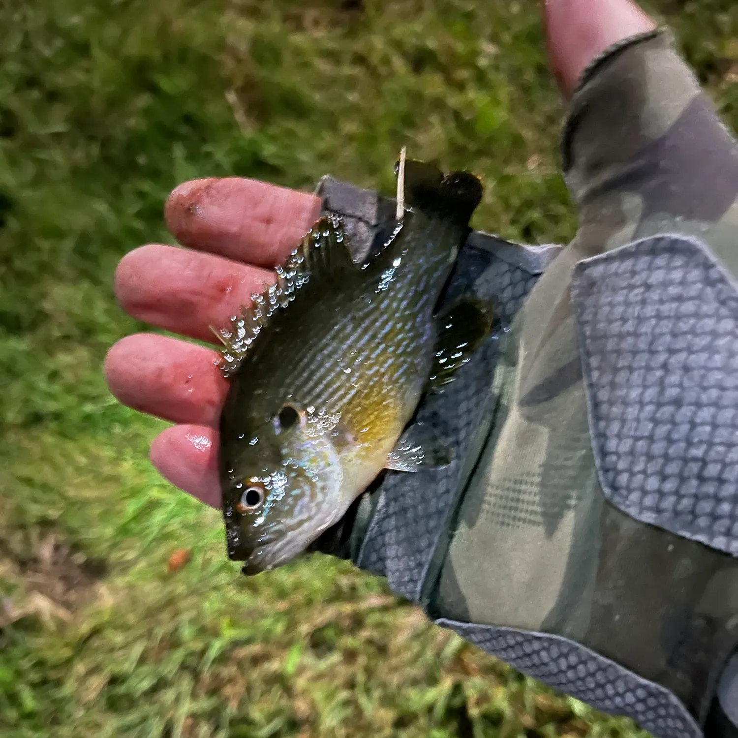 Green sunfish caught on Fishbrain