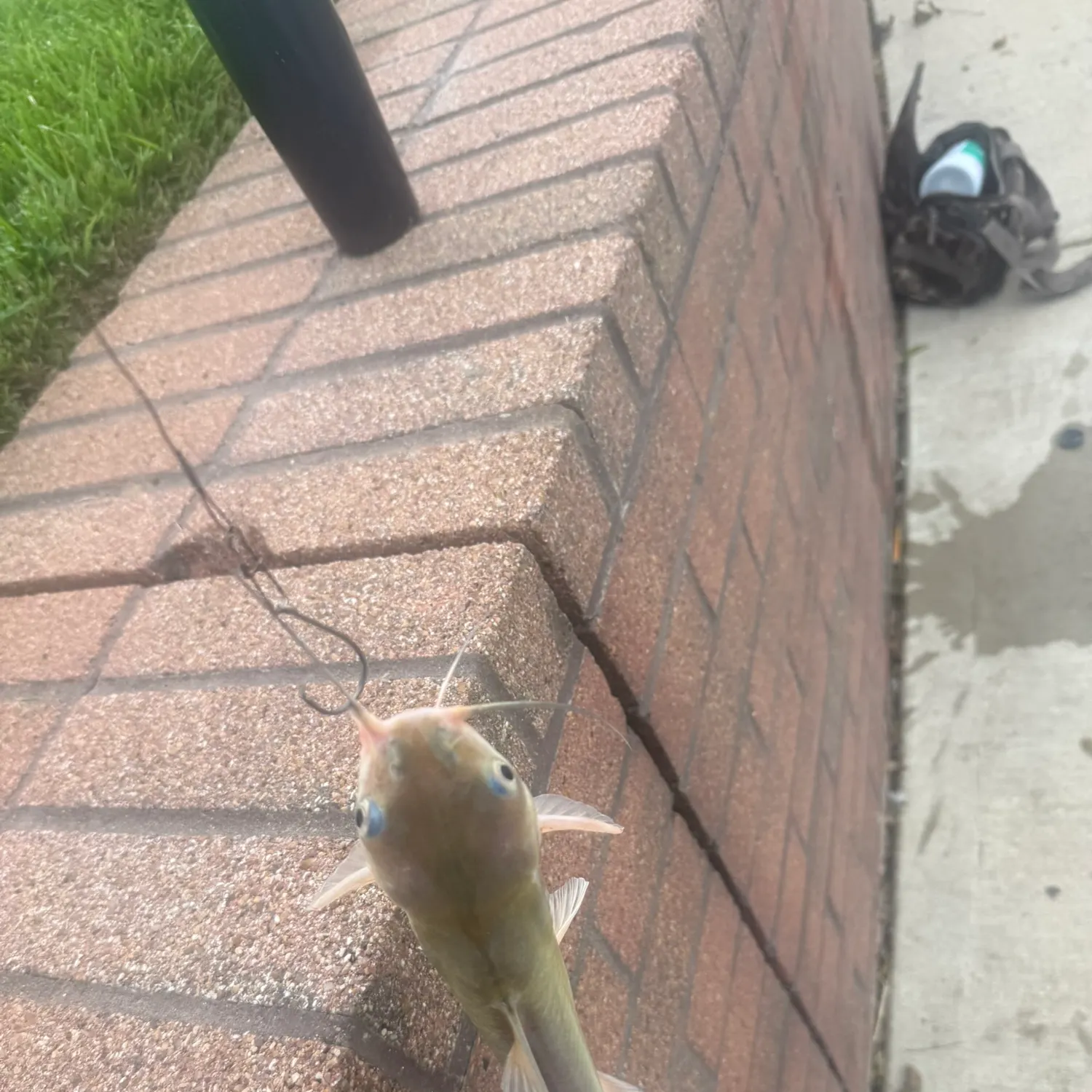 Channel catfish caught on Fishbrain