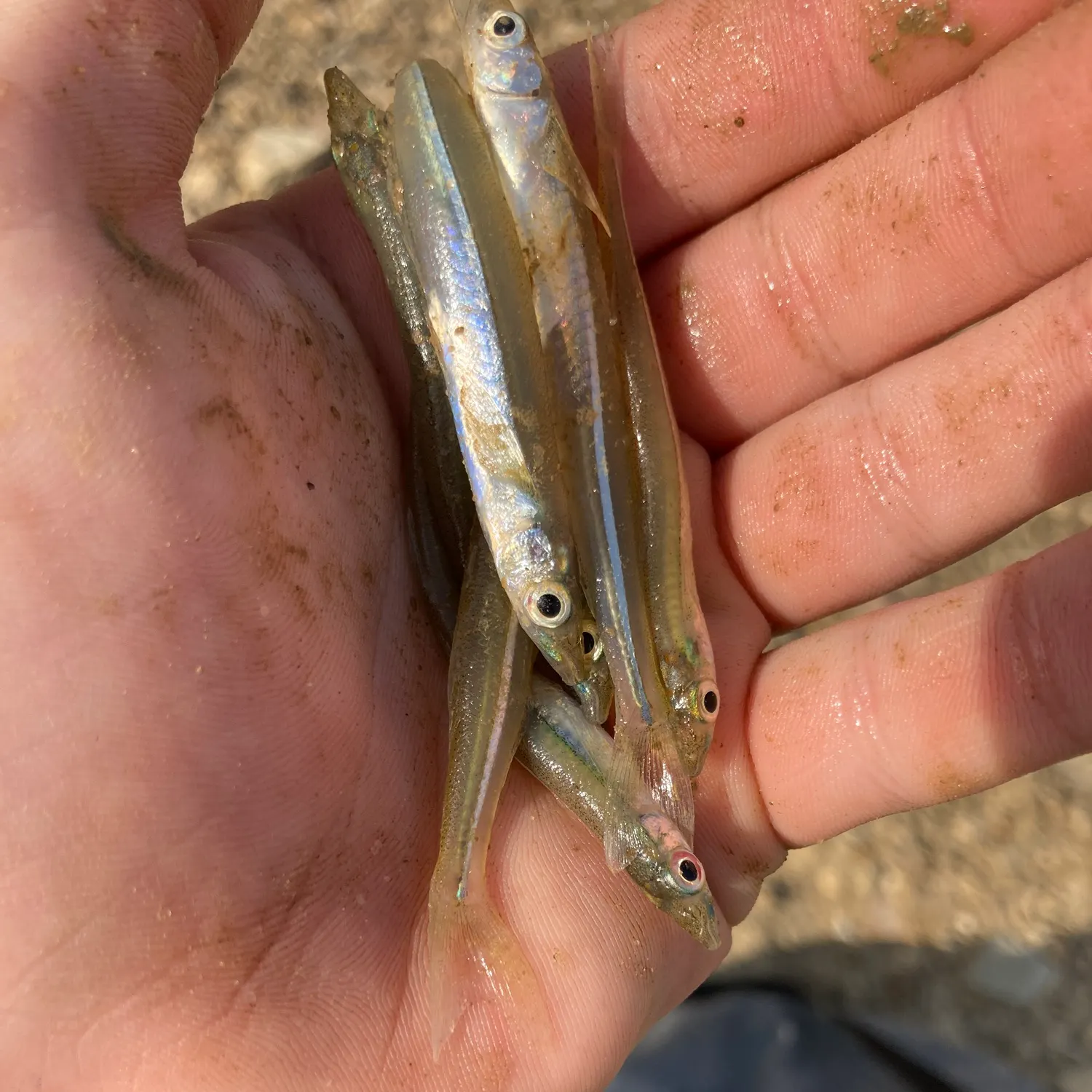 The most recent Brook silverside catches on Fishbrain