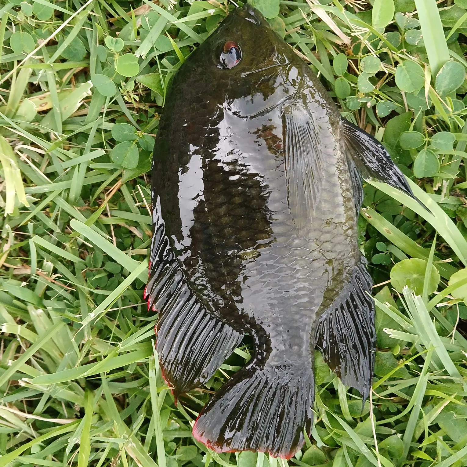 Mayan cichlid caught on Fishbrain
