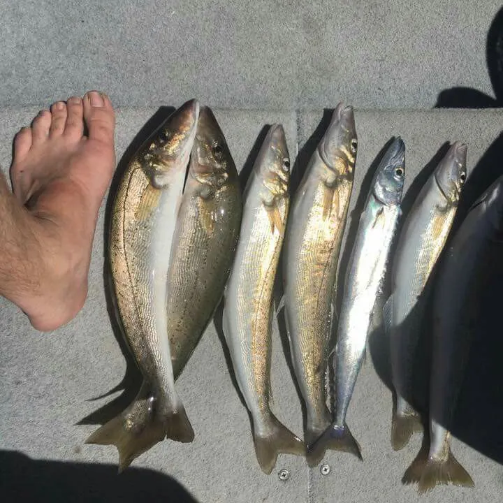 recently logged catches