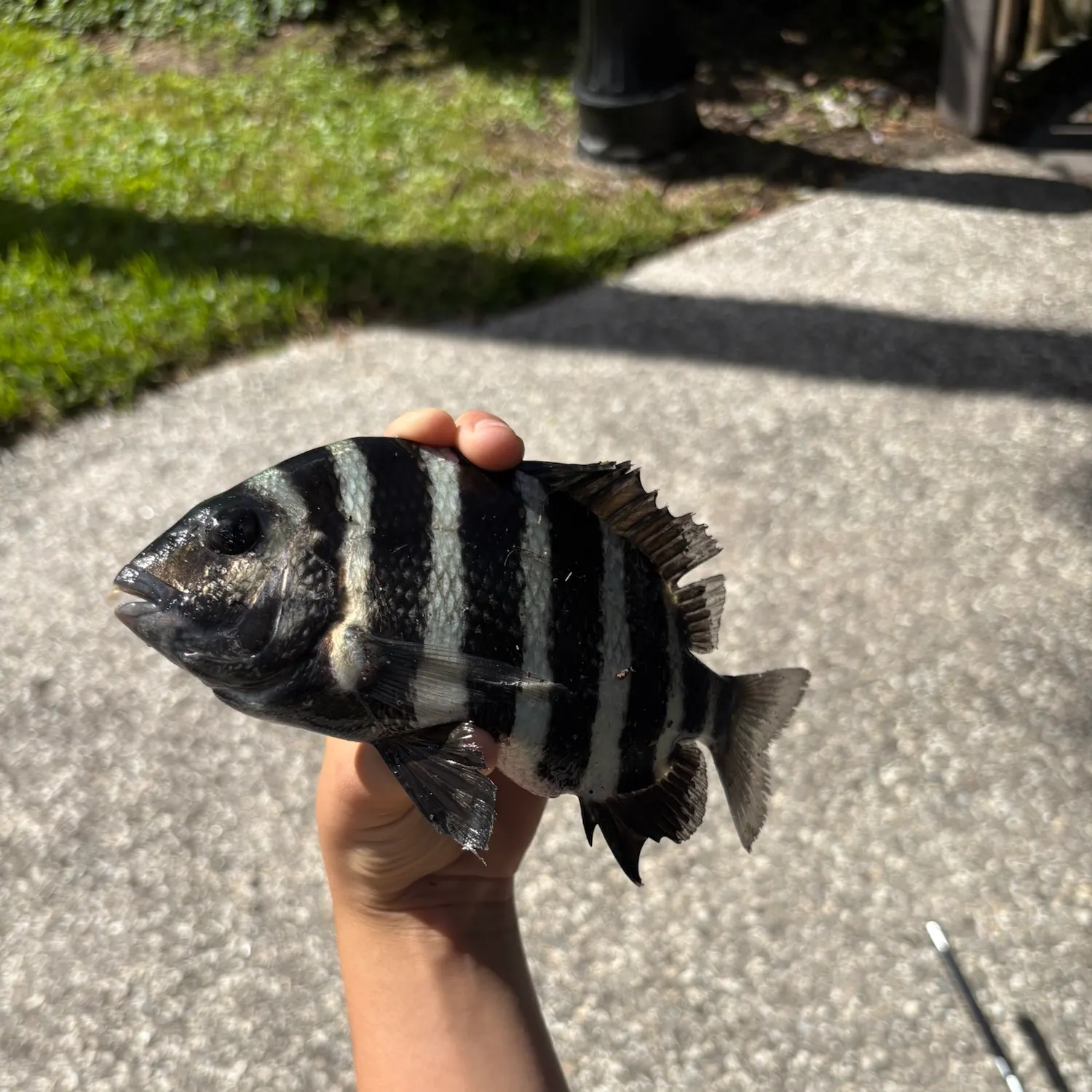 Sheepshead caught on Fishbrain
