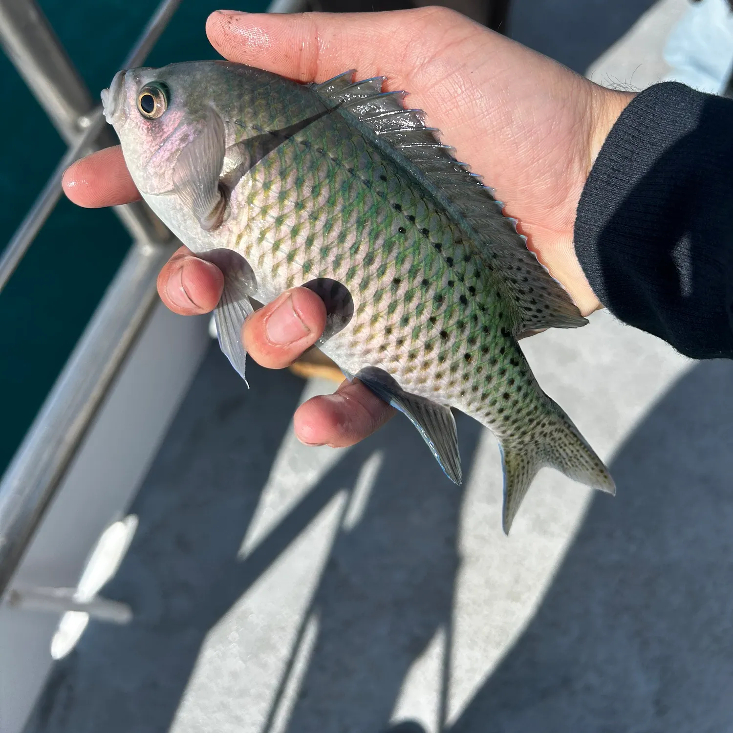 The most recent Blacksmith catches on Fishbrain