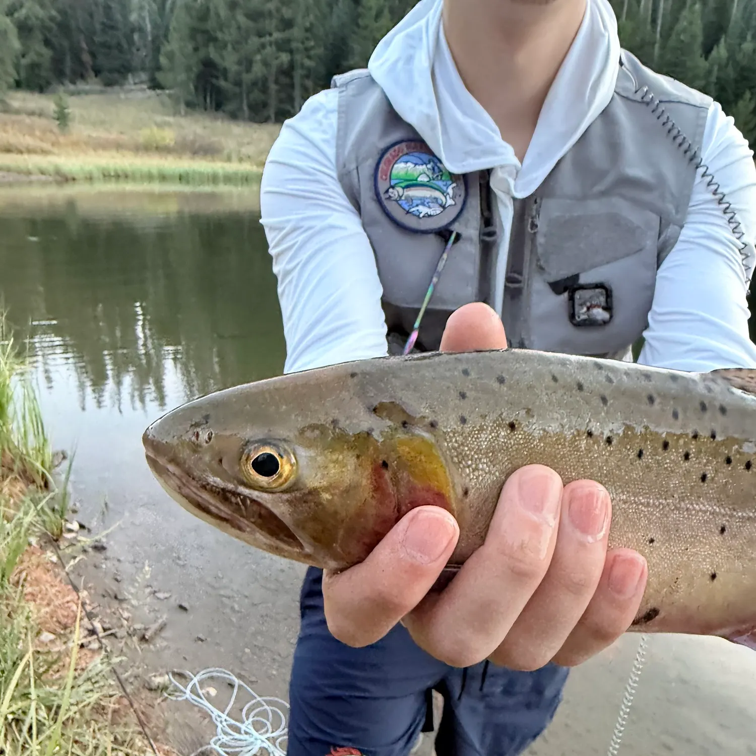 Cutthroat trout caught on Fishbrain