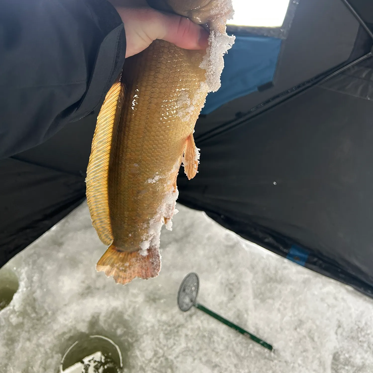 The most recent Eyetail bowfin catches on Fishbrain