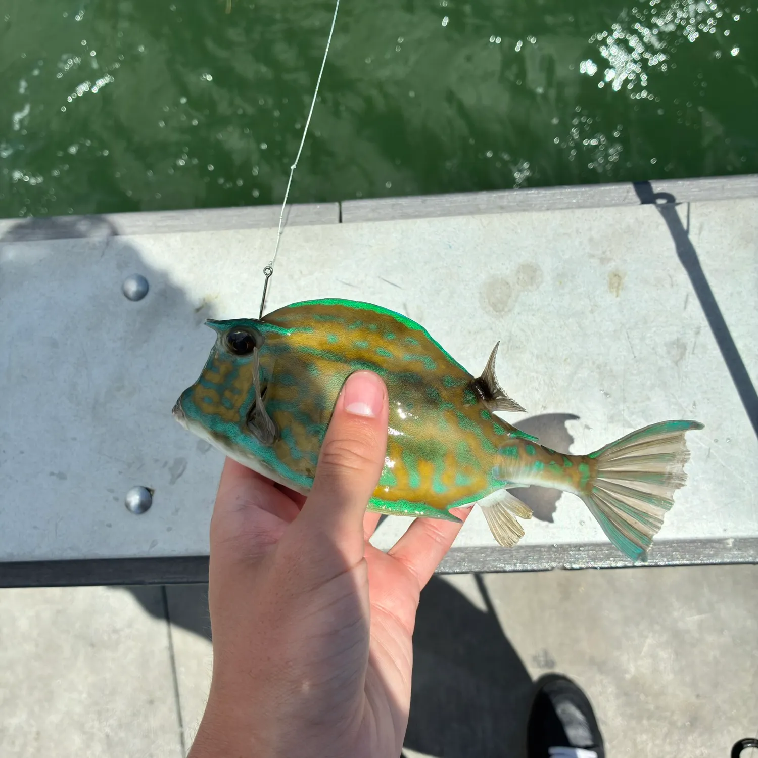 The most recent Scrawled cowfish catches on Fishbrain