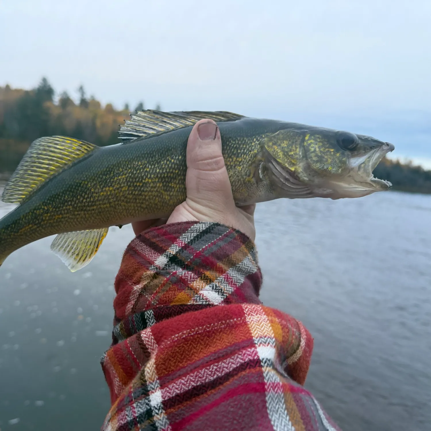 Sauger caught on Fishbrain