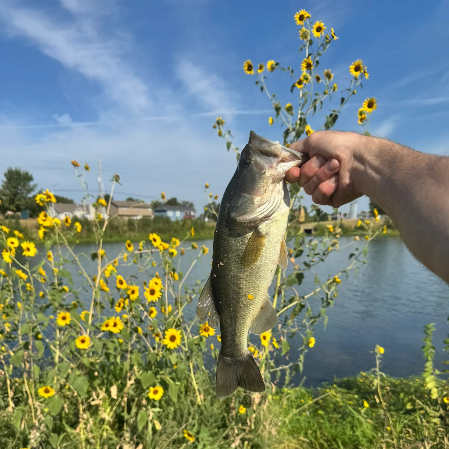 Largemouth bass caught on Fishbrain