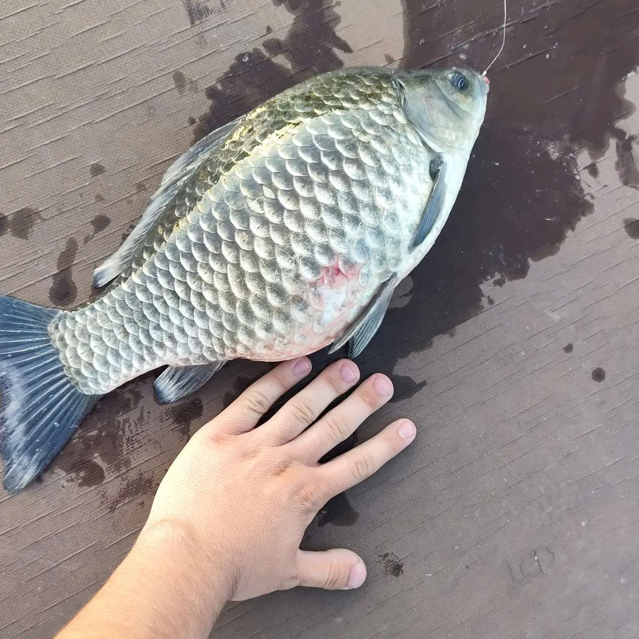 The most recent Prussian carp catches on Fishbrain