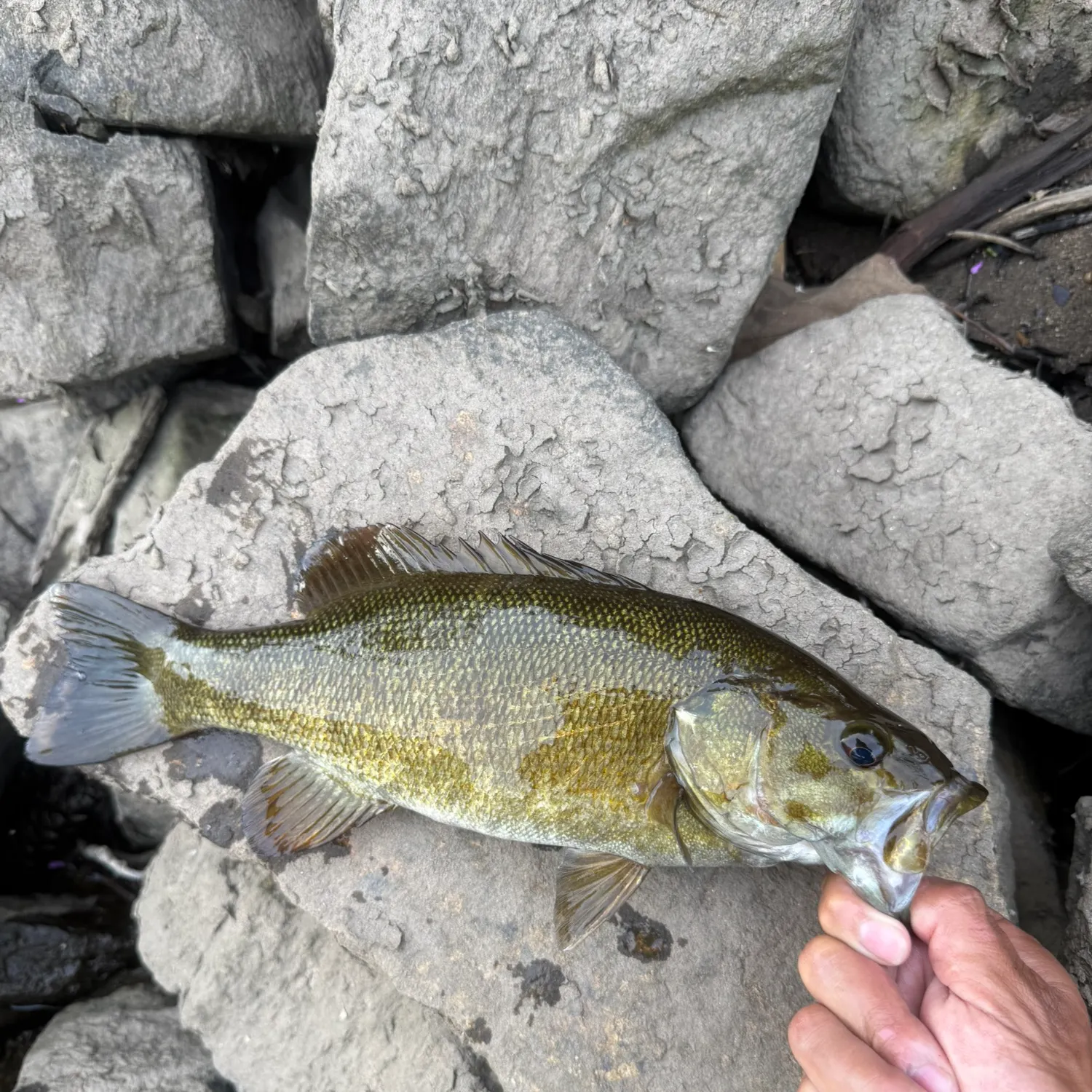 Smallmouth bass caught on Fishbrain