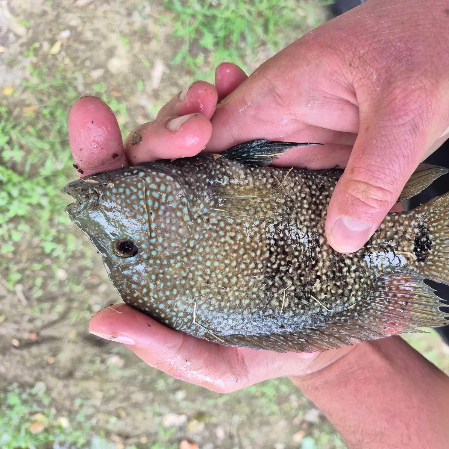 Rio Grande cichlid caught on Fishbrain