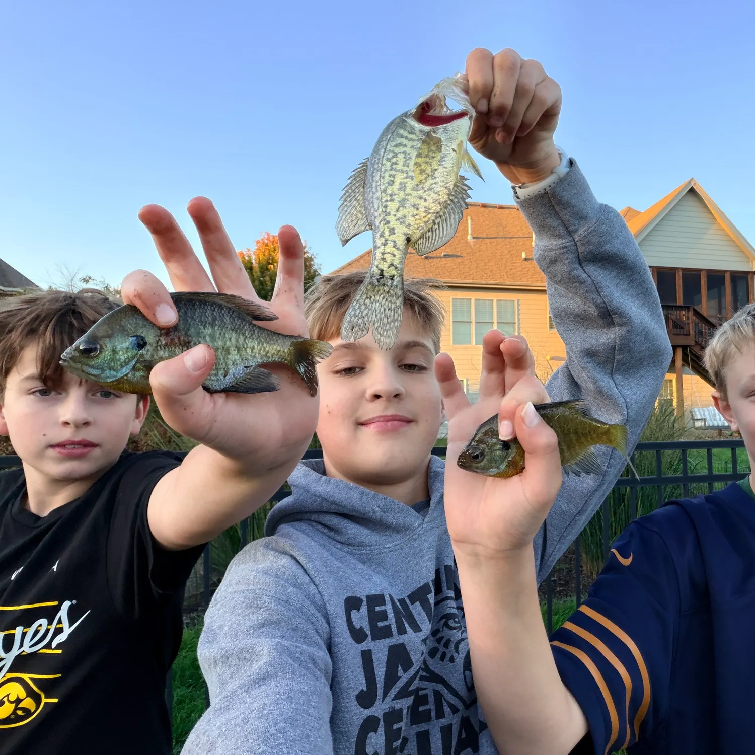 Black crappie caught on Fishbrain