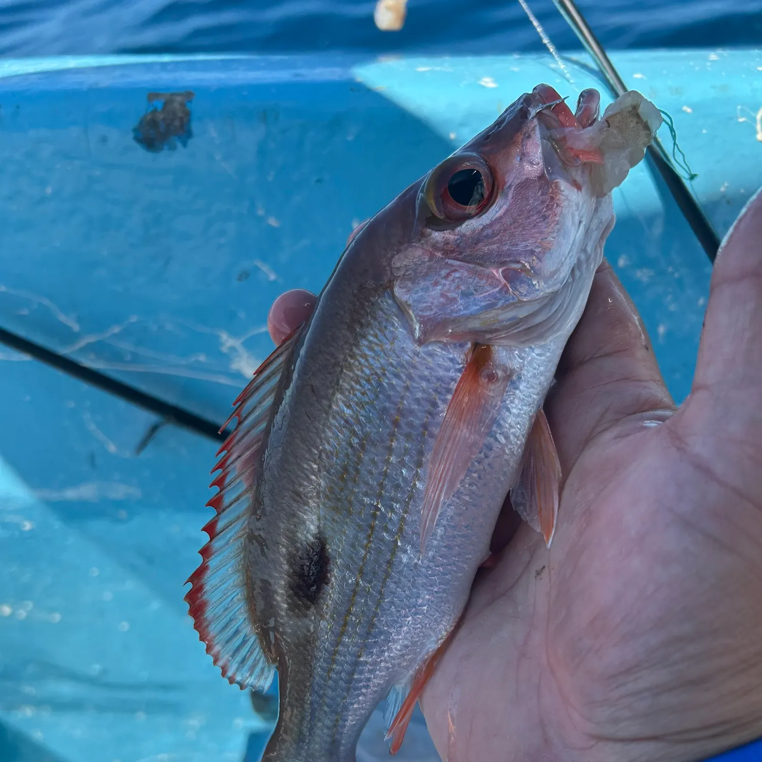 The most recent Mahogany snapper catches on Fishbrain