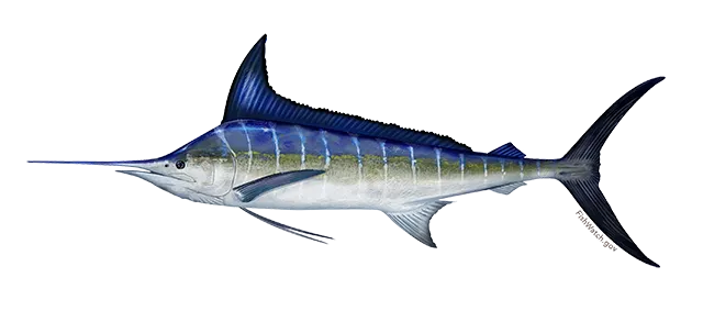 Striped marlin