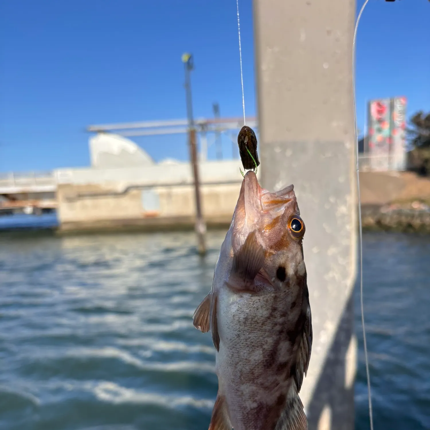 Copper rockfish caught on Fishbrain