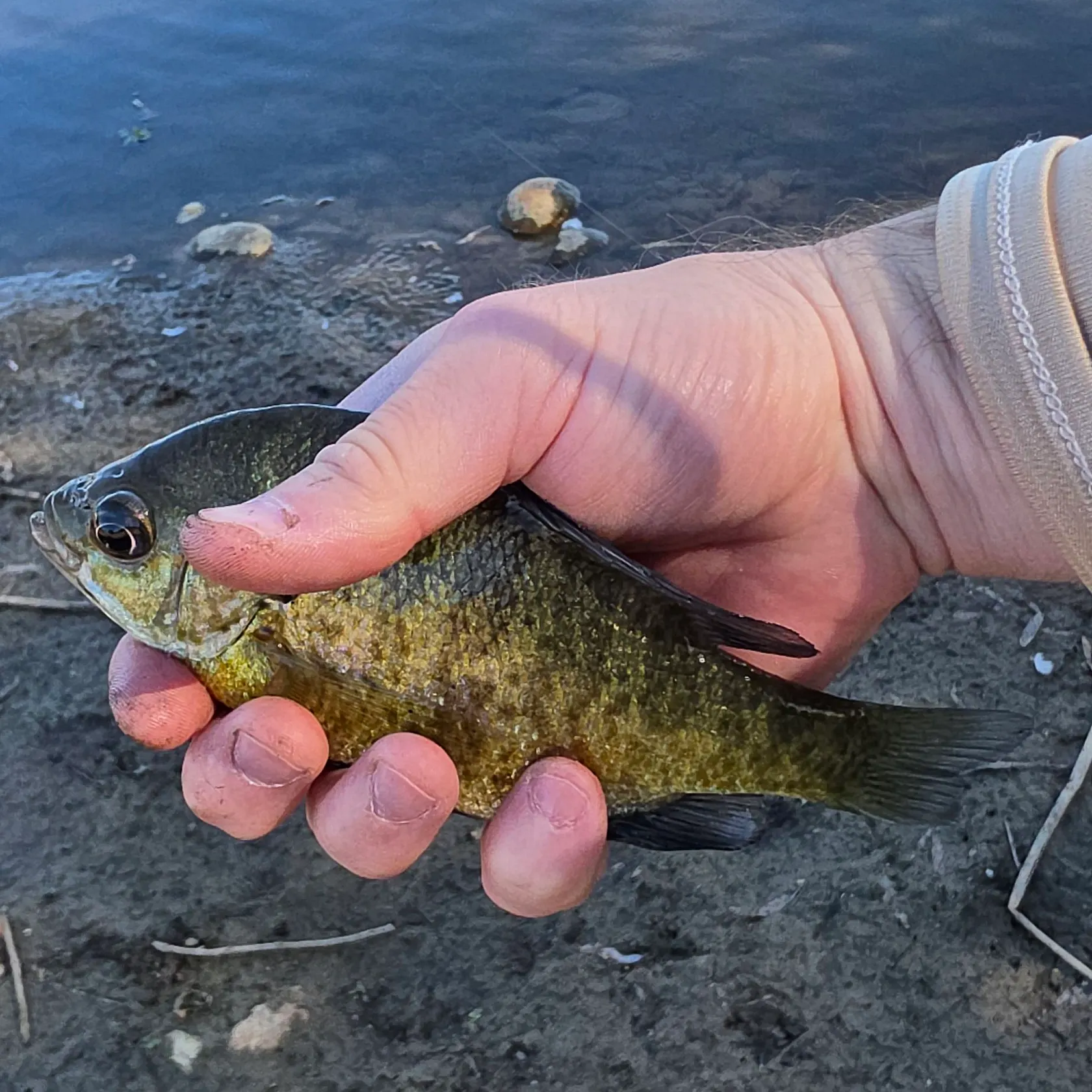 Bluegill caught on Fishbrain