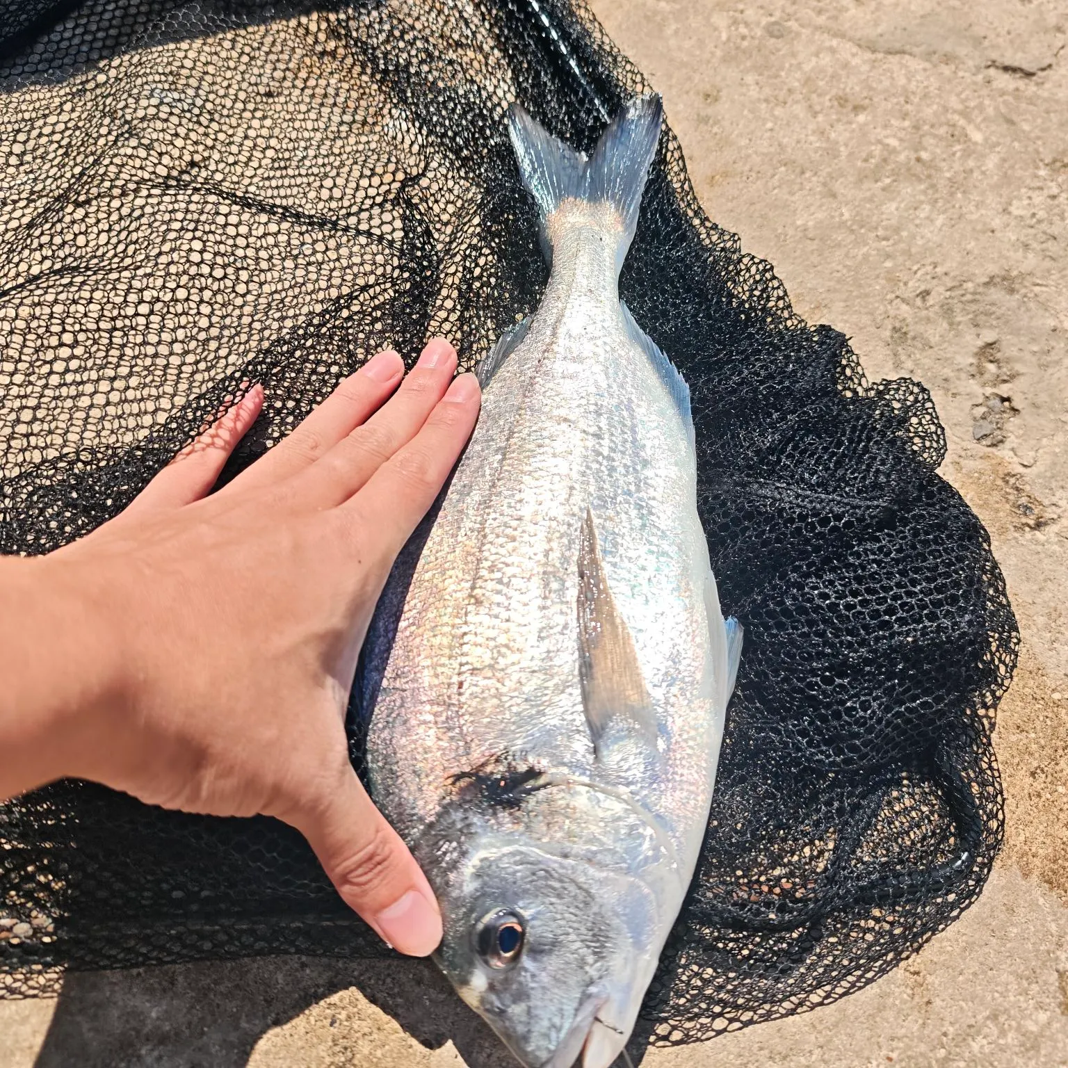 The most recent Gilthead seabream catches on Fishbrain