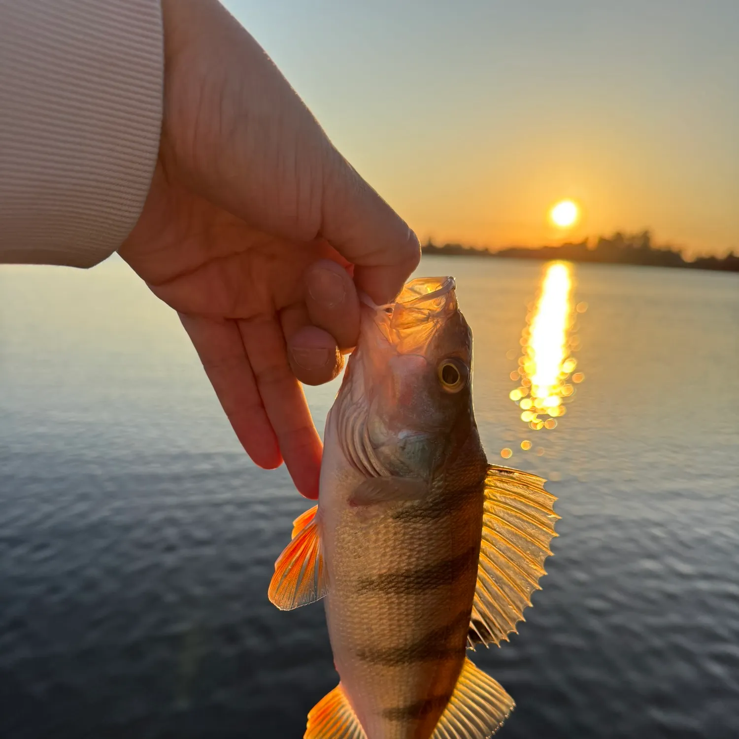 European perch caught on Fishbrain