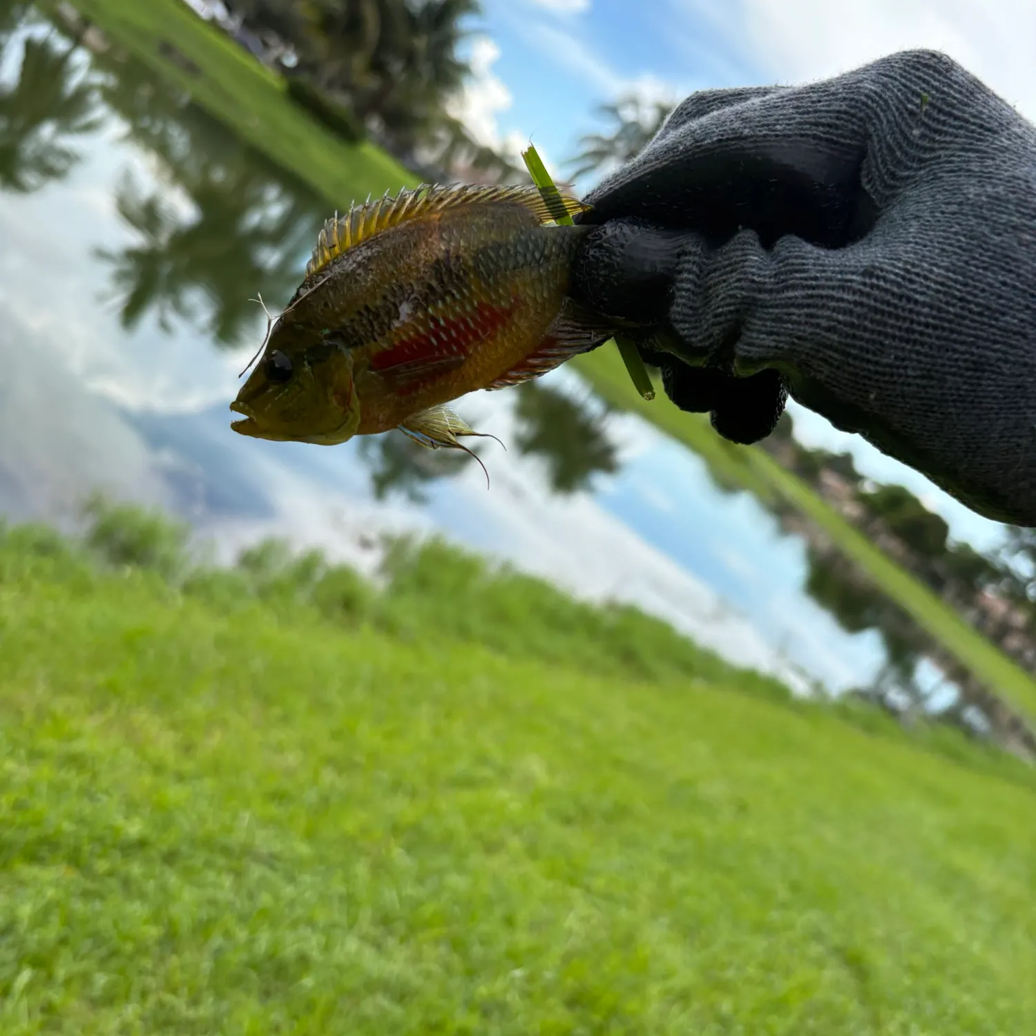 Redspotted sunfish caught on Fishbrain