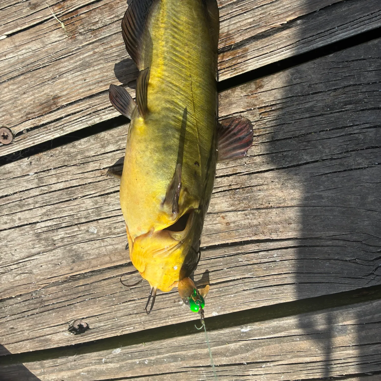 Black bullhead caught on Fishbrain