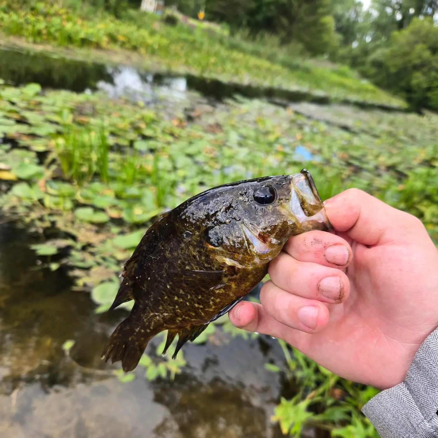 Warmouth caught on Fishbrain