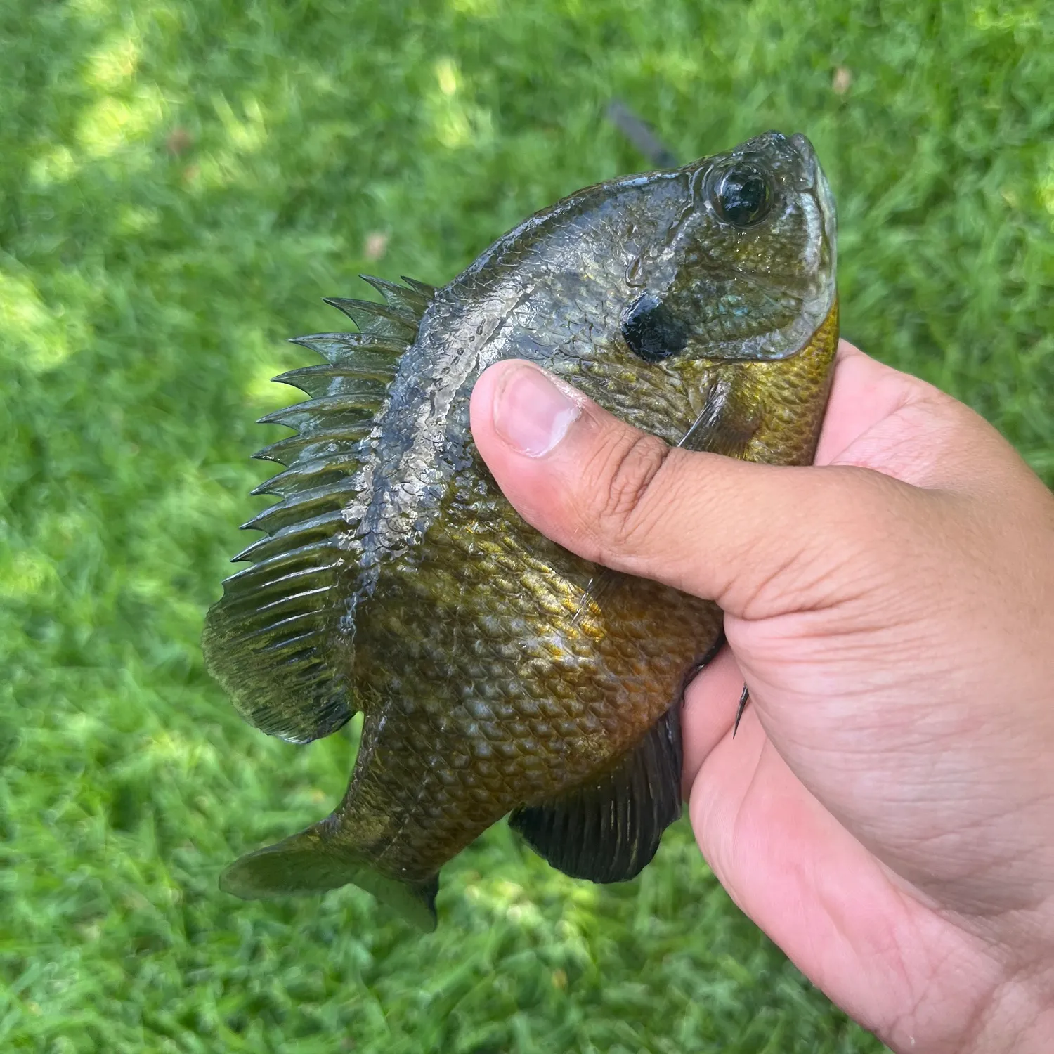 The most recent Bluegill catches on Fishbrain