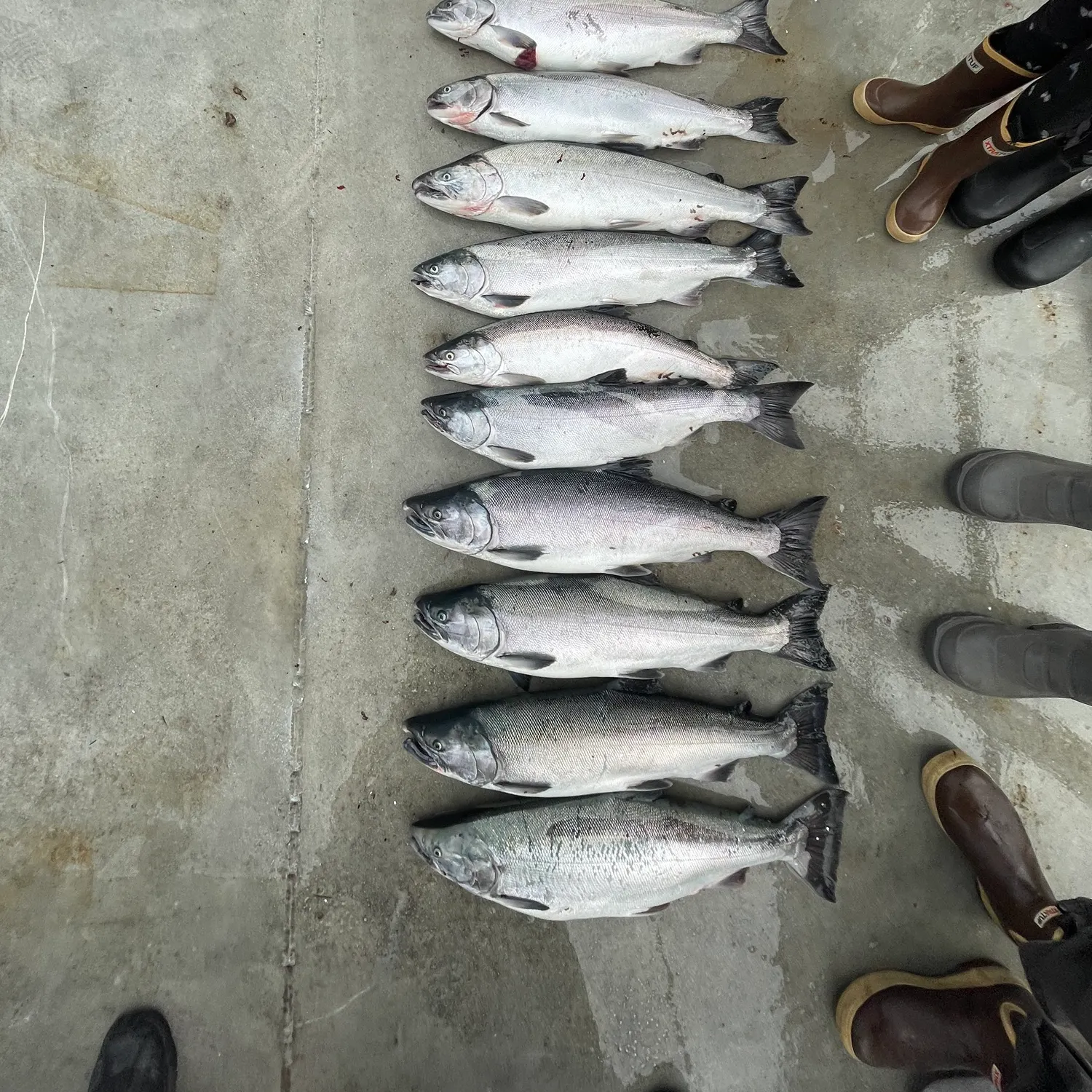 recently logged catches