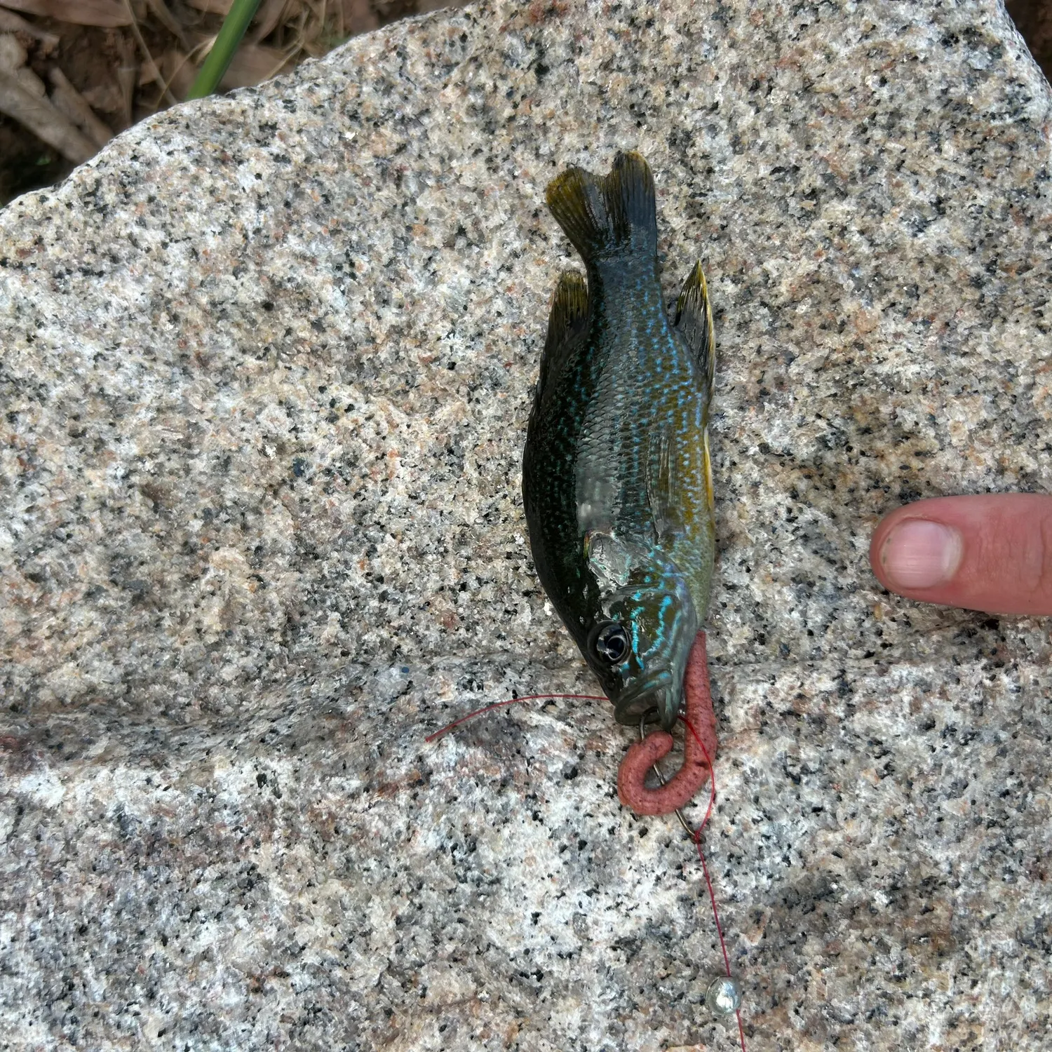 angler catch